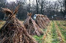 �����Ă��ꂽ����